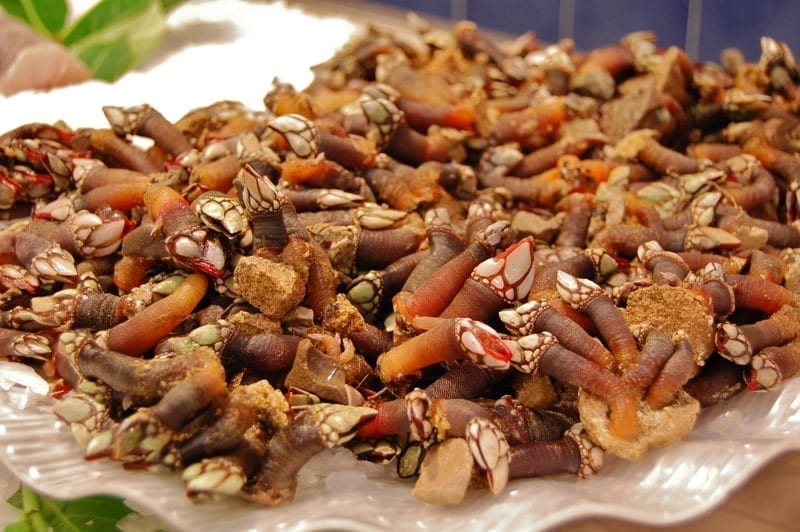 Percebes